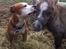 Staffordshire bull terrier Cody - Cody's allerbedste ven, Shetlænderen Jeff. <3 