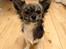 Chihuahua Lucky R.I.P