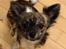 Chihuahua Lucky R.I.P