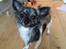 Chihuahua Lucky R.I.P - Lucky der posere  