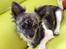 Chihuahua Lucky R.I.P - Lucky der ligger i hans stol