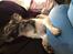 Chihuahua Lucky R.I.P - Lucky der slapper af