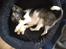 Chihuahua Lucky R.I.P - Lucky der leger i hans kurv