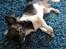Chihuahua Lucky R.I.P - Lucky der ligger ned