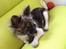 Chihuahua Lucky R.I.P - Lucky der ligger i hans stol
