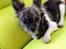 Chihuahua Lucky R.I.P - Lucky der ligger i hans stol