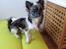 Chihuahua Lucky R.I.P -  Lucky der sidder i hans stol