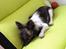 Chihuahua Lucky R.I.P - Lucky der ligger i hans stol