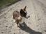 Welsh corgi cardigan Mille