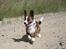 Welsh corgi cardigan Mille