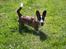 Welsh corgi cardigan Mille