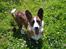 Welsh corgi cardigan Mille