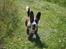 Welsh corgi cardigan Mille