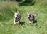 Welsh corgi cardigan Mille