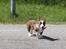 Welsh corgi cardigan Mille