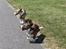 Welsh corgi cardigan Mille