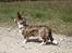 Welsh corgi cardigan Mille