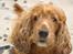 Cocker spaniel Call Me Freja (R.I.P.)