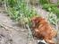 Cocker spaniel Call Me Freja (R.I.P.)