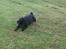 Mops Chitto