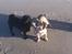 Mops Chitto