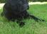 Mops Chitto