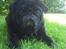 Mops Chitto