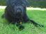 Mops Chitto