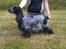Cocker spaniel Diana - himmelhund - Diana og jeg til et skue i Nordjylland. Diana blev BIS åben og senere Supreme BIS 4