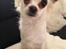 Chihuahua Milo - Milo er nu fyldt 1 år! HURRA.