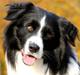 Border collie Matti