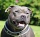 Staffordshire bull terrier Iron Blue