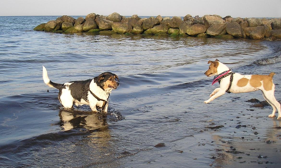 Dansk svensk gaardhund Sørøver Zallie - Wuuup Pelle, here I come. billede 30