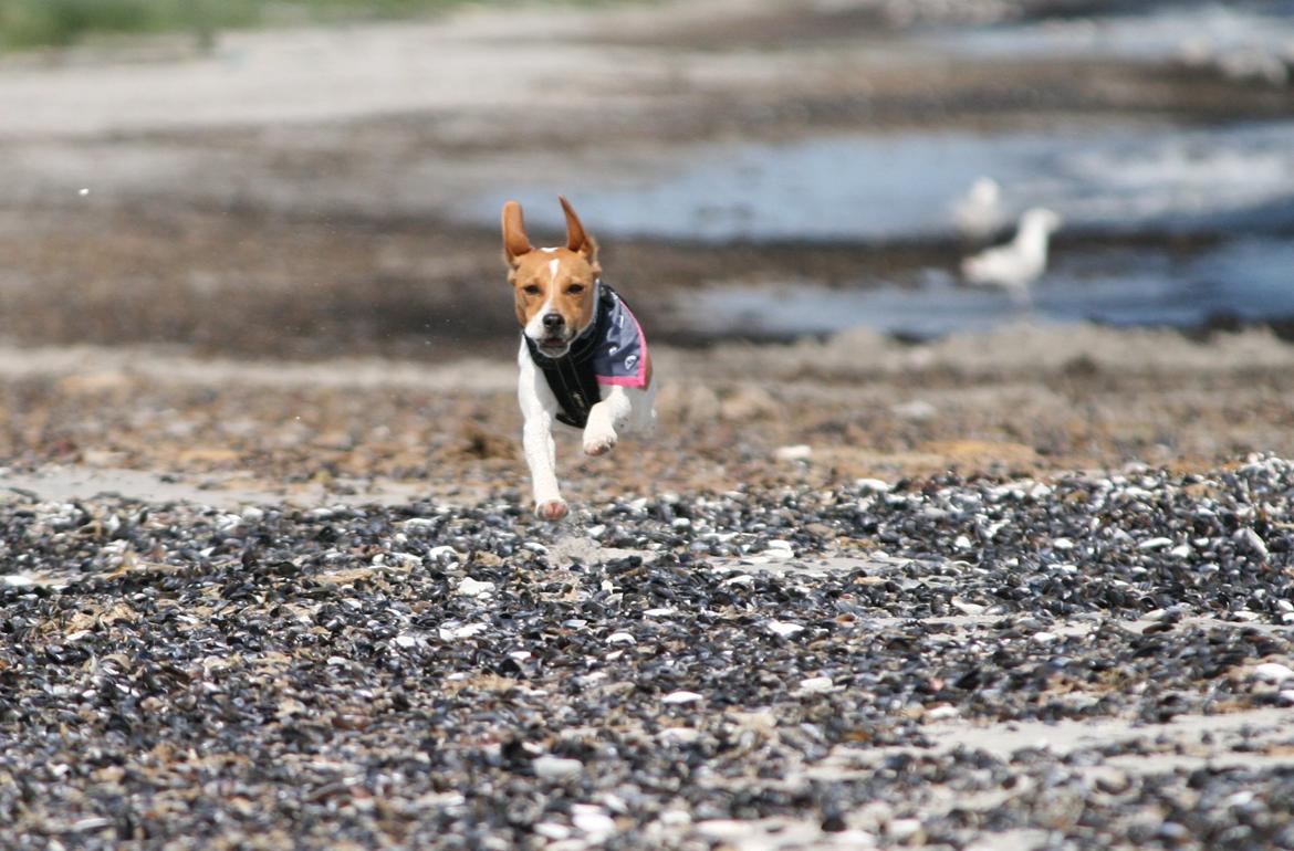 Dansk svensk gaardhund Sørøver Zallie - Vi har indviet Køge nye Nordstrand d. 28 maj 2014 billede 31