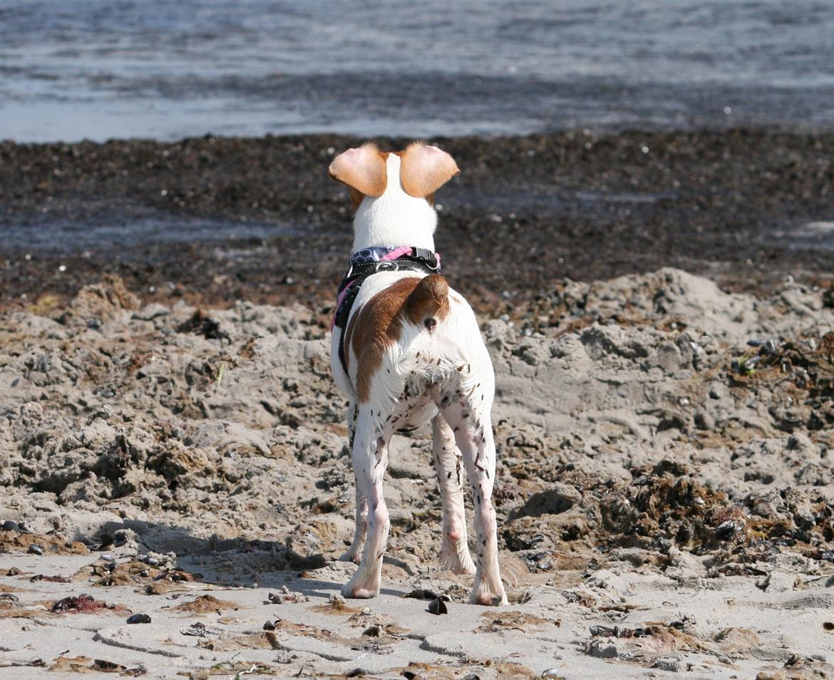 Dansk svensk gaardhund Sørøver Zallie - God røv lille  pige. Og kun 6½ md. billede 32