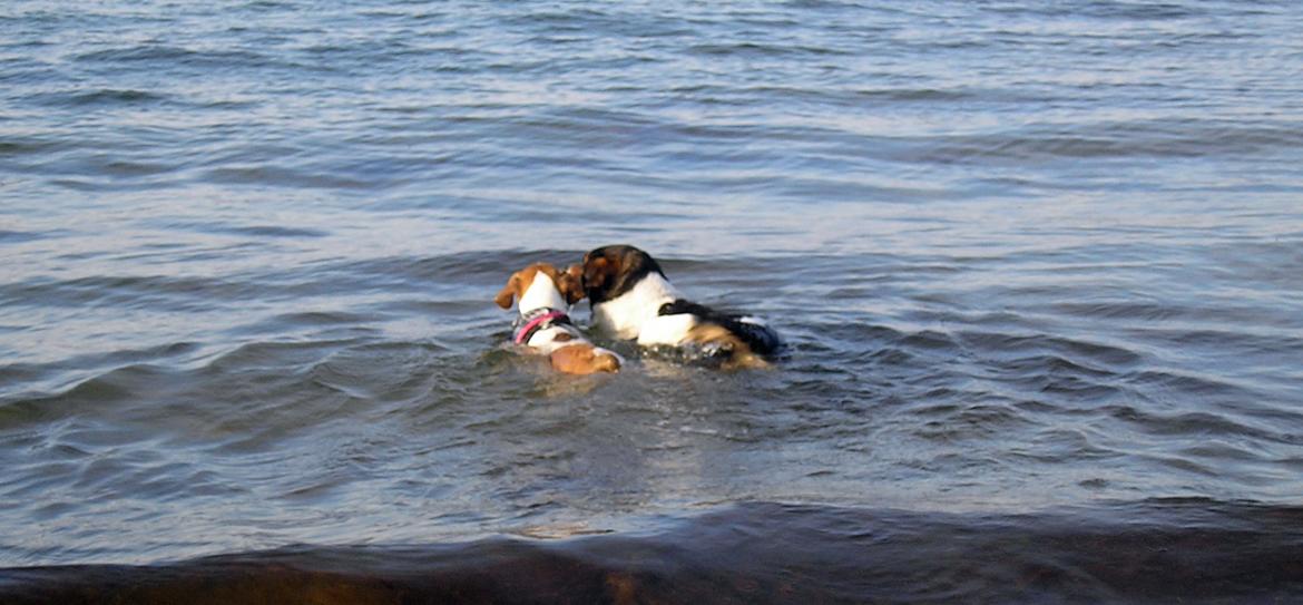 Dansk svensk gaardhund Sørøver Zallie - 2 venner på svømmetur. billede 33