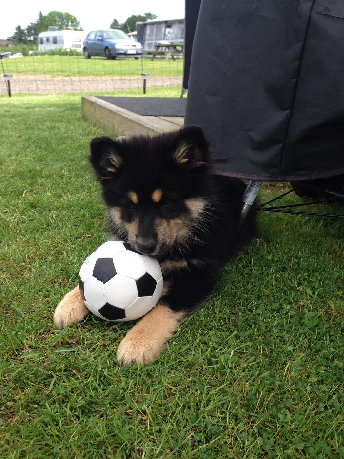 Finsk lapphund Tinka  billede 11