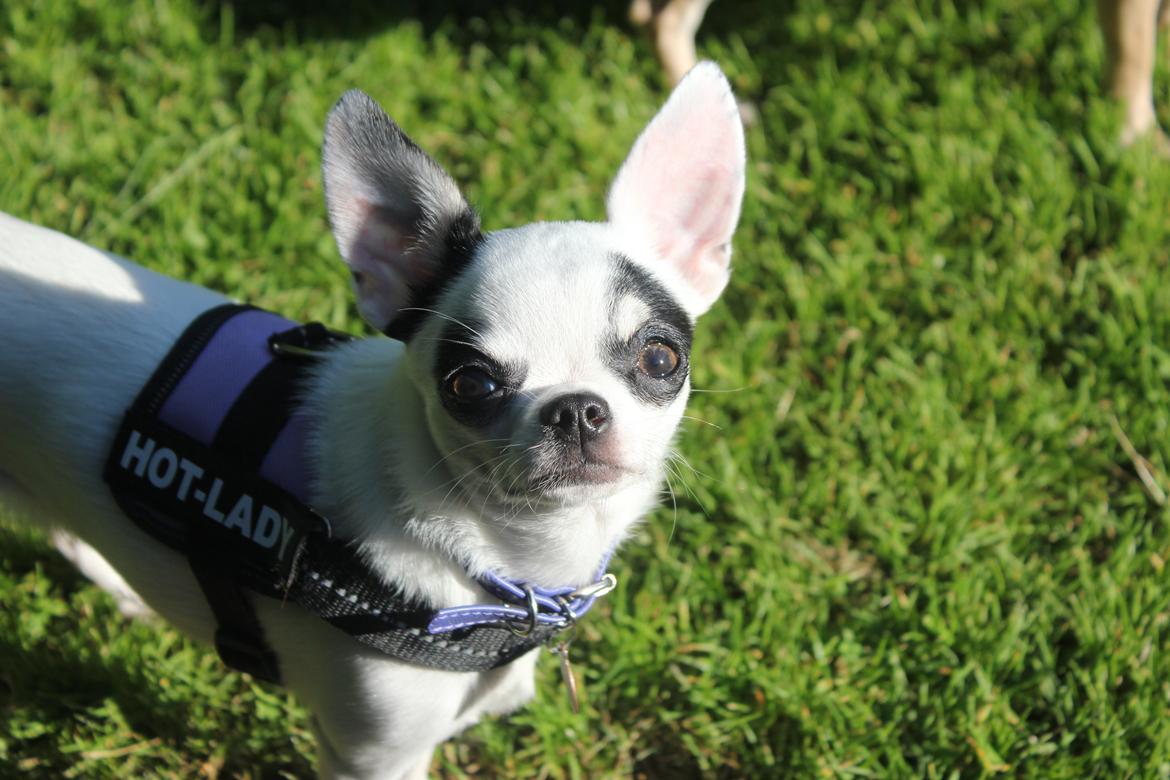 Chihuahua Miszja - Miszja 30 Maj 2014 <3 billede 2