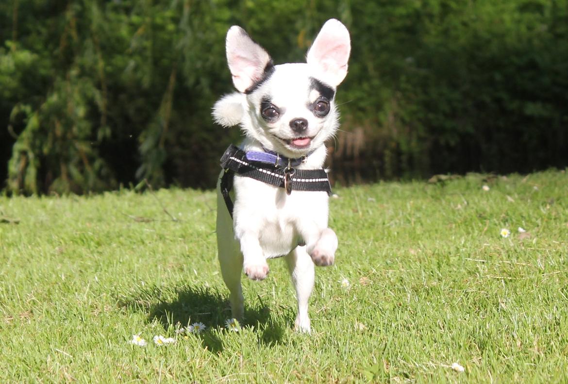 Chihuahua Miszja - Miszja 30 Maj 2014 <3 billede 1