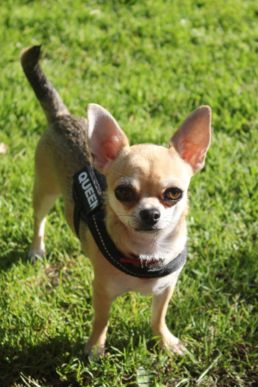 Chihuahua Frk Kvistes Brianna *Bindi* - Bindi 30 Maj 2014 <3 billede 1