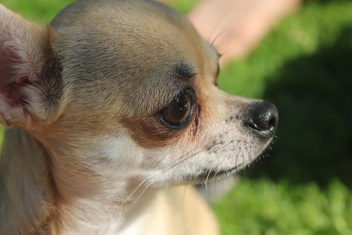 Chihuahua Frk Kvistes Brianna *Bindi* - Bindi 30 Maj 2014 <3 billede 2