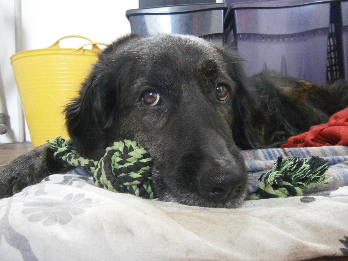 Blanding af racer Dina billede 22