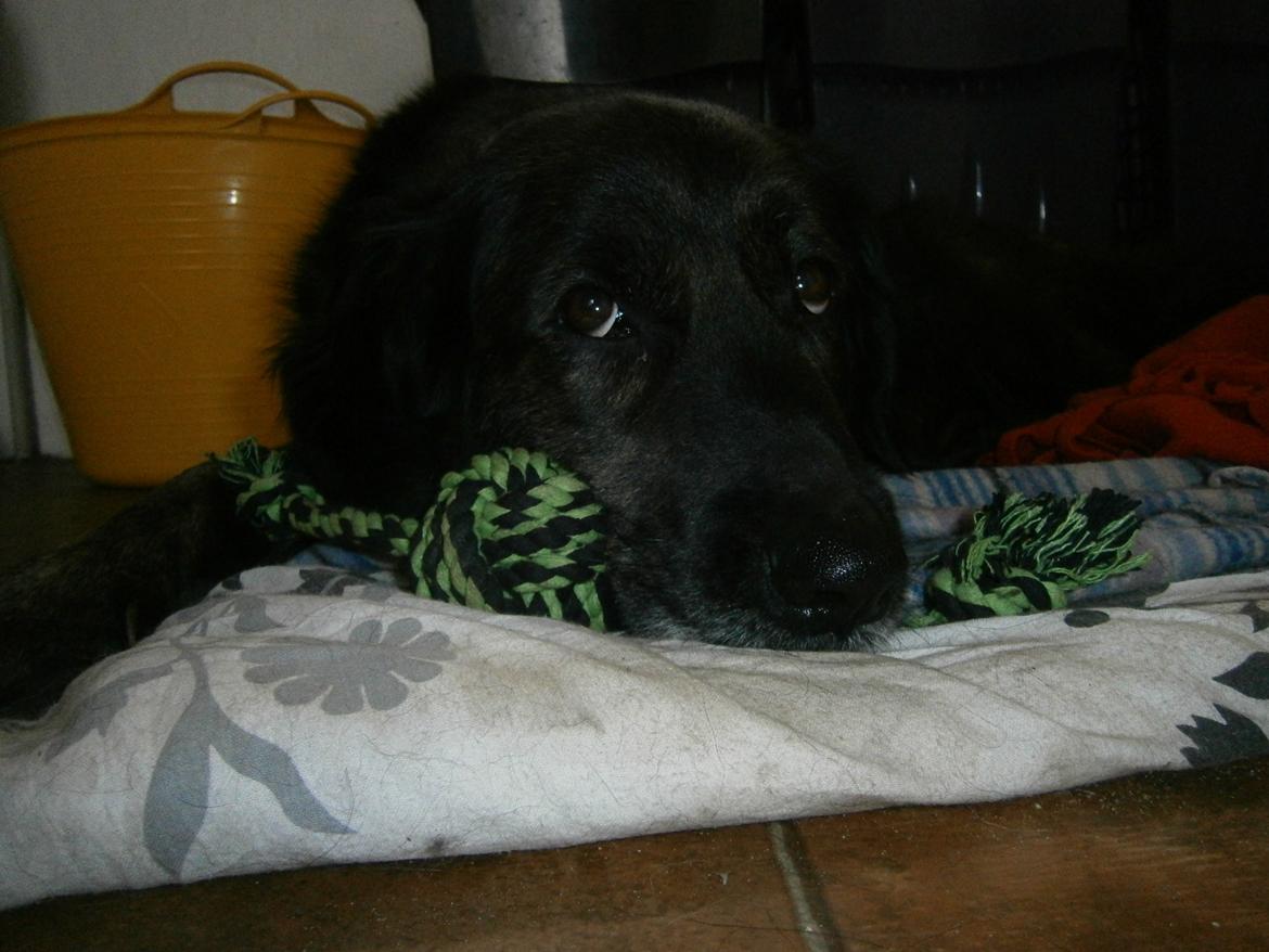 Blanding af racer Dina billede 5