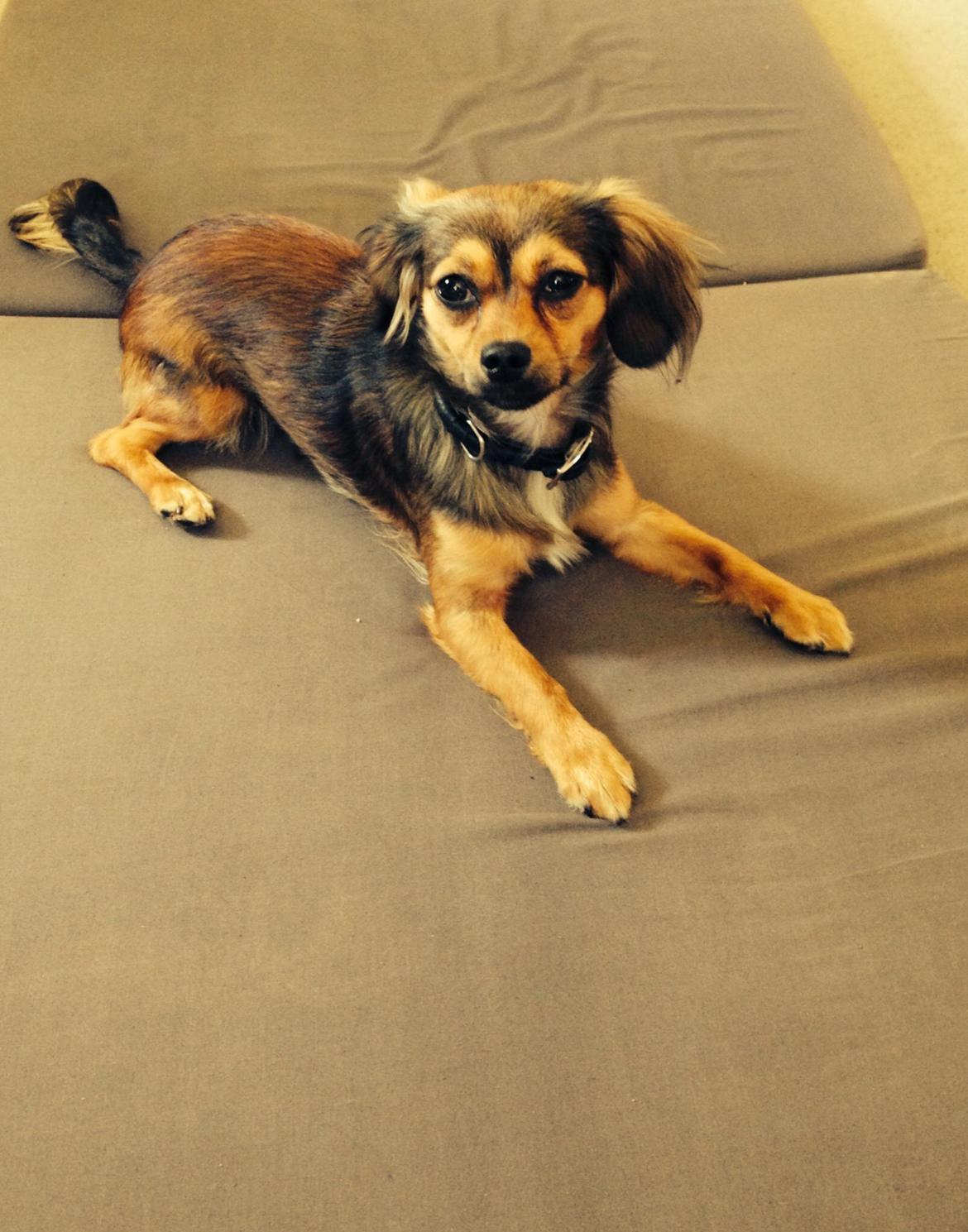 Blanding af racer Luna billede 21