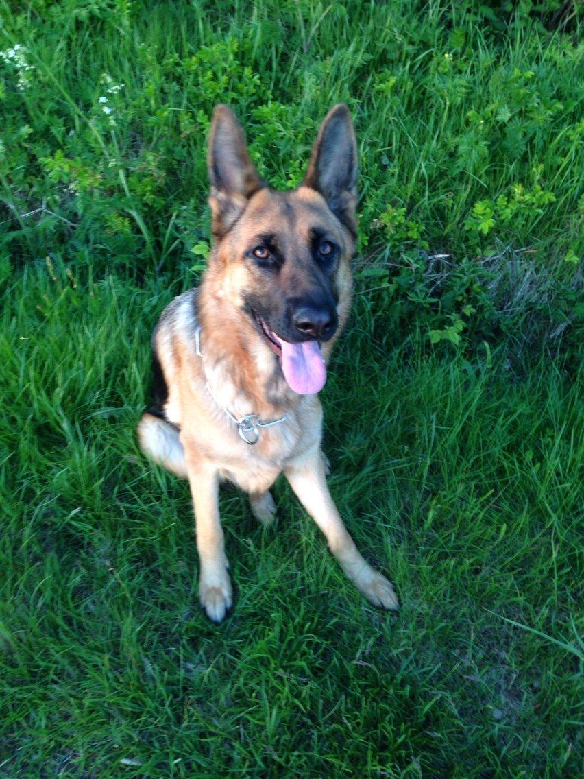 Schæferhund wupti r.i.p billede 9