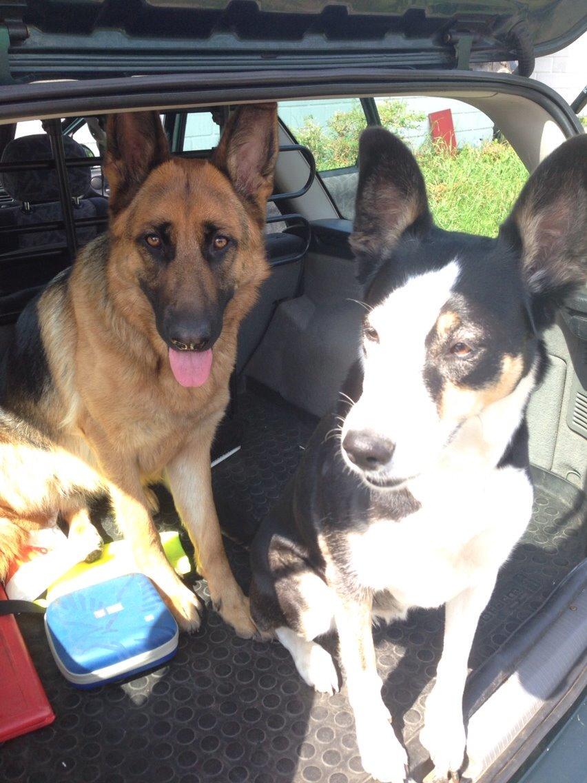 Blanding af racer nala billede 9