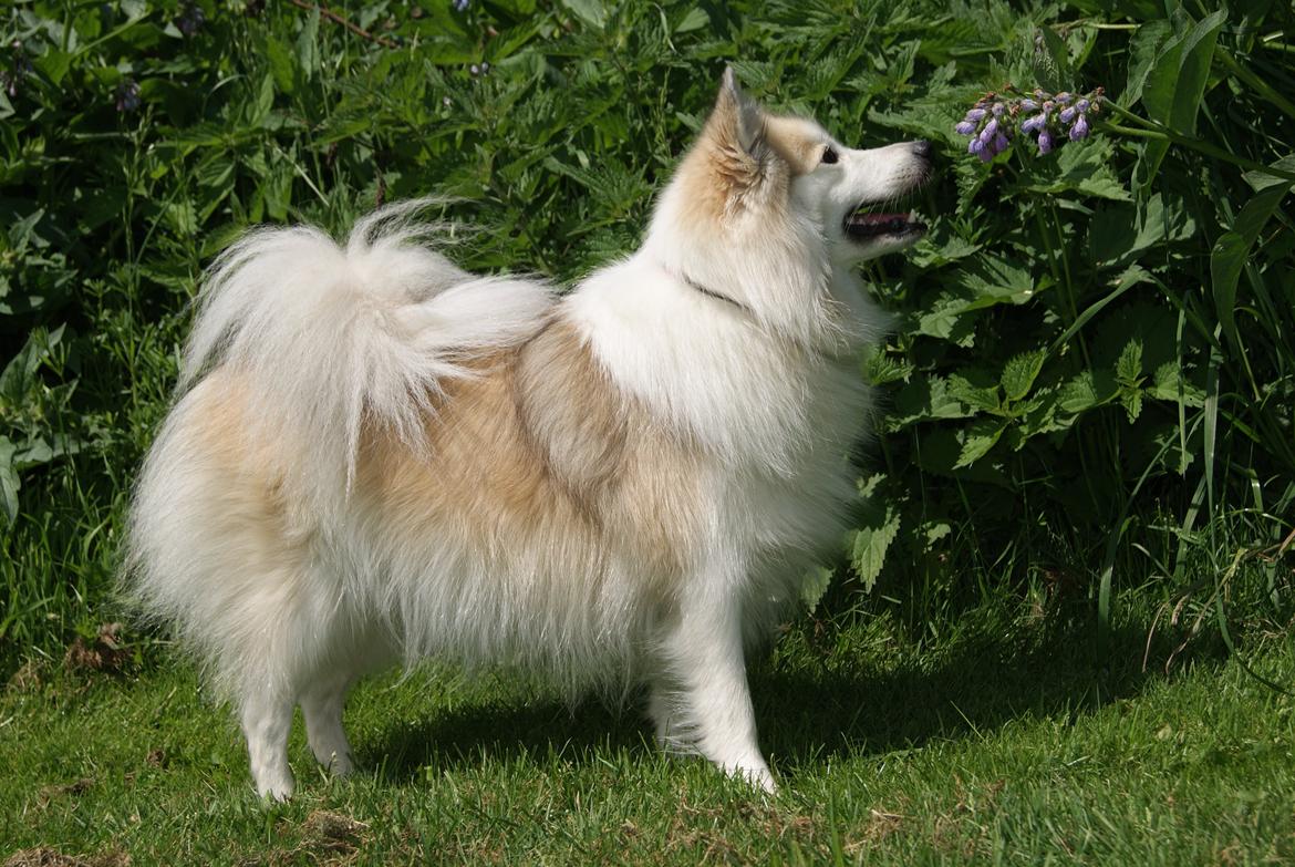 Blanding af racer Malou <3 billede 1