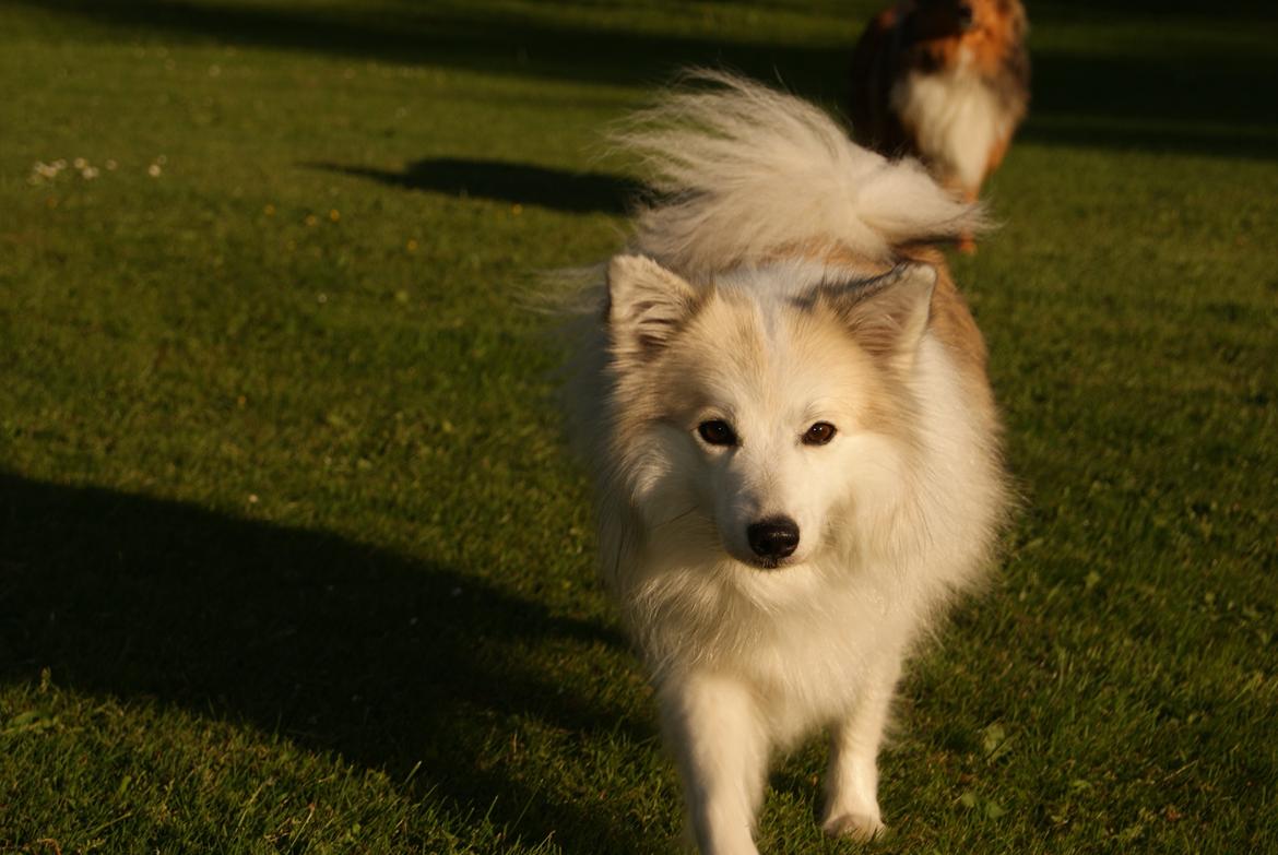 Blanding af racer Malou <3 billede 2