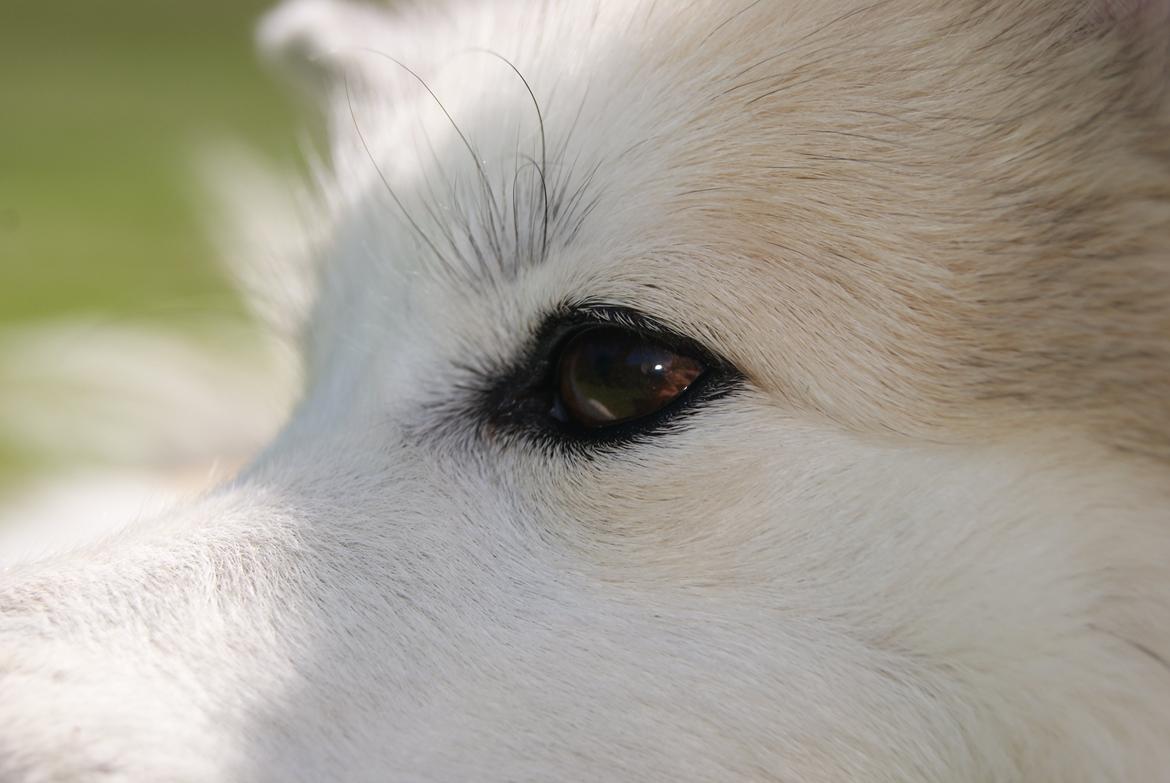 Blanding af racer Malou <3 billede 3