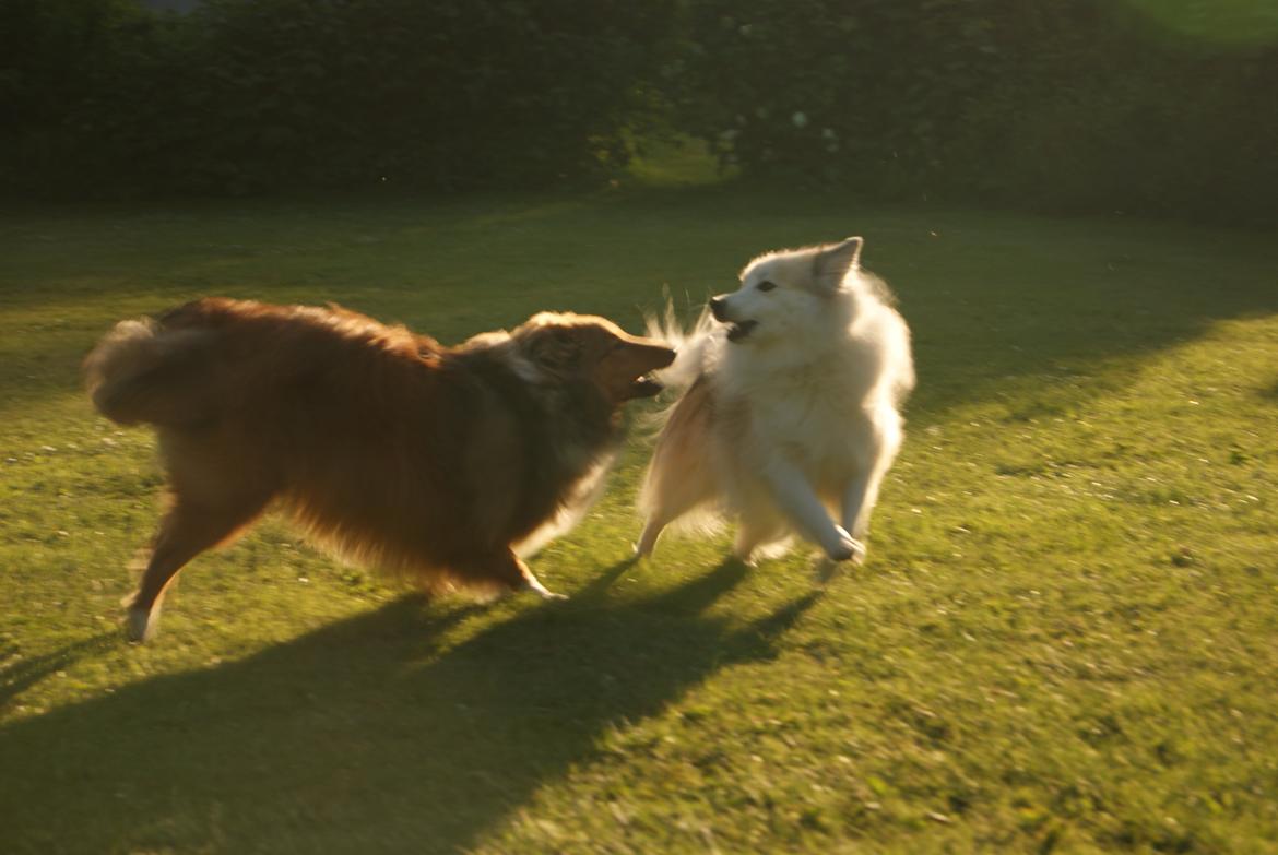 Blanding af racer Malou <3 billede 5